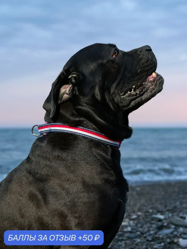Ошейник для собак гипоаллергенный Japan Premium Pet с силиконовой защитой и двойной защитой Антисрыв, индиго, размер L — Japan Premium Pet, скидка по промокоду Яндекс Маркет