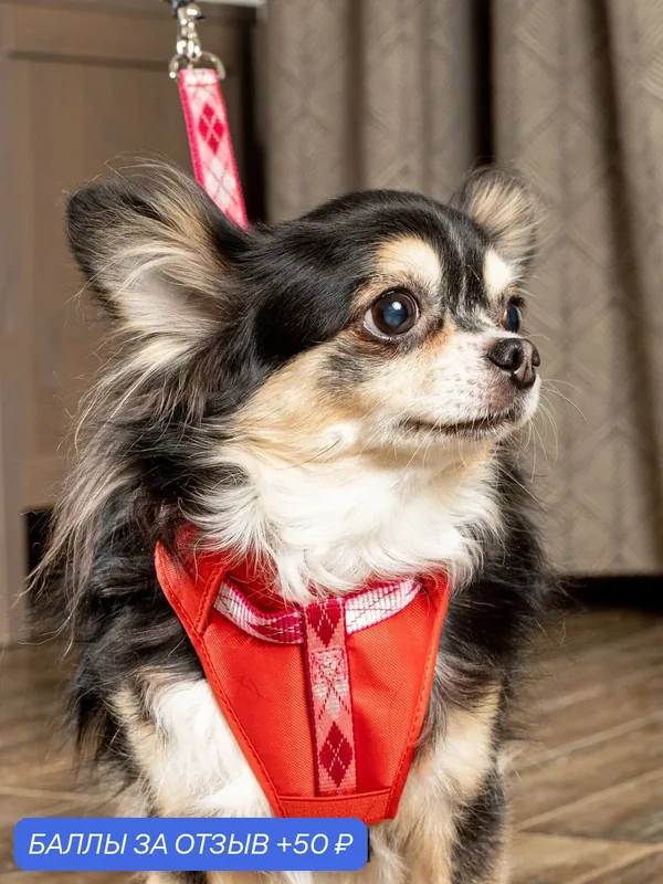 Шлейка с поводком для собак Japan Premium Pet для фиксации в автомобиле с защитной функцией перекручивания поводка, размер SS — Japan Premium Pet, 50 баллов за отзыв Яндекс Маркет