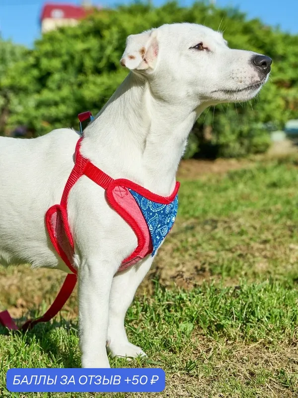 Шлейка с поводком для собак Japan Premium Pet в стиле "Дикий Запад", размер S — Japan Premium Pet, 50 баллов за отзыв Яндекс Маркет