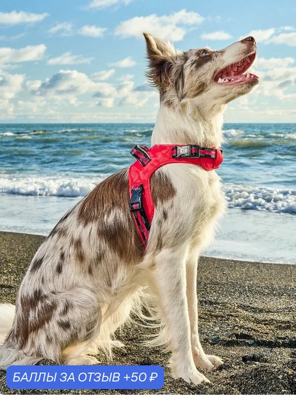 Шлейка для собак Japan Premium Pet / шлейка жилетка для собак средних пород с Балансером, цвет красный, размер М — Japan Premium Pet, 50 баллов за отзыв Яндекс Маркет