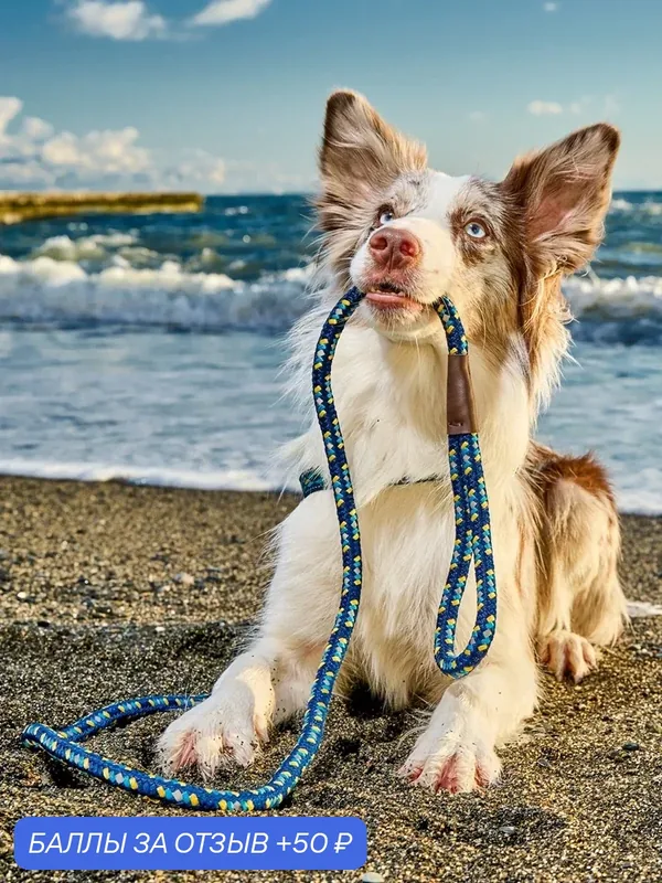 Поводок для собак Japan Premium Pet особо прочный светоотражающий "АнтиСрыв" со стоппером на карабине. Синий, Размер L — Japan Premium Pet, 50 баллов за отзыв Яндекс Маркет