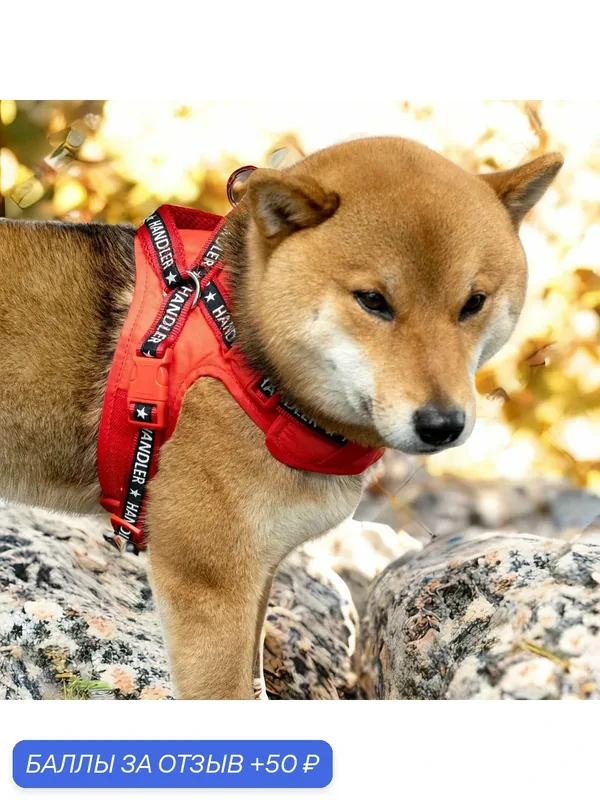 Шлейка для собак Japan Premium Pet с активным балансером и функцией распределения давления на тело, цвет красный, размер S — Japan Premium Pet, 50 баллов за отзыв Яндекс Маркет