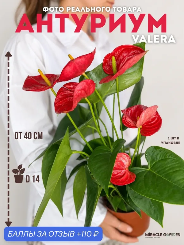Антуриум цветок живой красный Valera 40 см D14 комнатные растения живые — 110 баллов за отзыв Яндекс Маркет