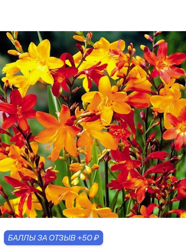 Клубни цветов, WOW FLOWERS, Крокосмия Микс, разноцветные, ( 10 штук ) — 50 баллов за отзыв Яндекс Маркет
