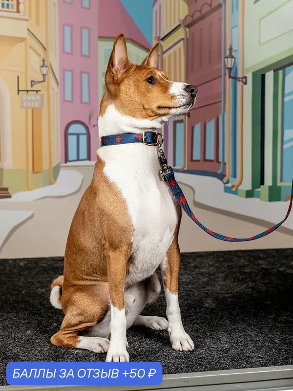 Поводок-стропа для собак Japan Premium Pet DAISKI с механизмом защиты от срыва, синий, размер L — Japan Premium Pet, 50 баллов за отзыв Яндекс Маркет