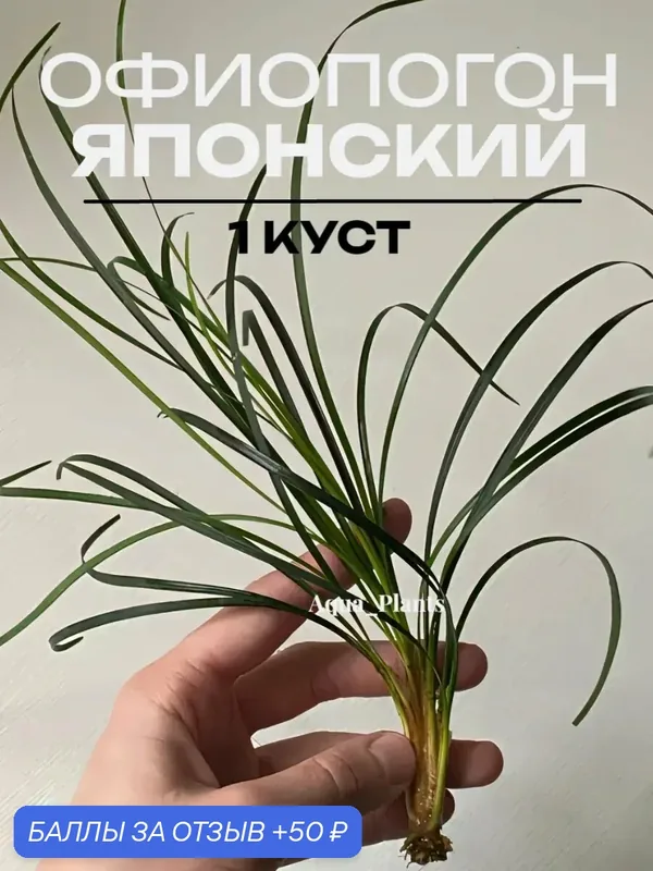 Растение живое Офиопогон "Японский", для аквариума и террариума, высота 30 см — 50 баллов за отзыв Яндекс Маркет