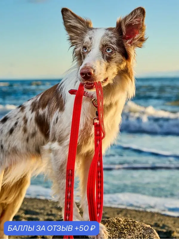 Поводок - стропа для собак Japan Premium Pet светоотражающий "АнтиСрыв" из особо прочного нейлона с механизмом защиты от срыва на карабине. — Japan Premium Pet, 50 баллов за отзыв Яндекс Маркет