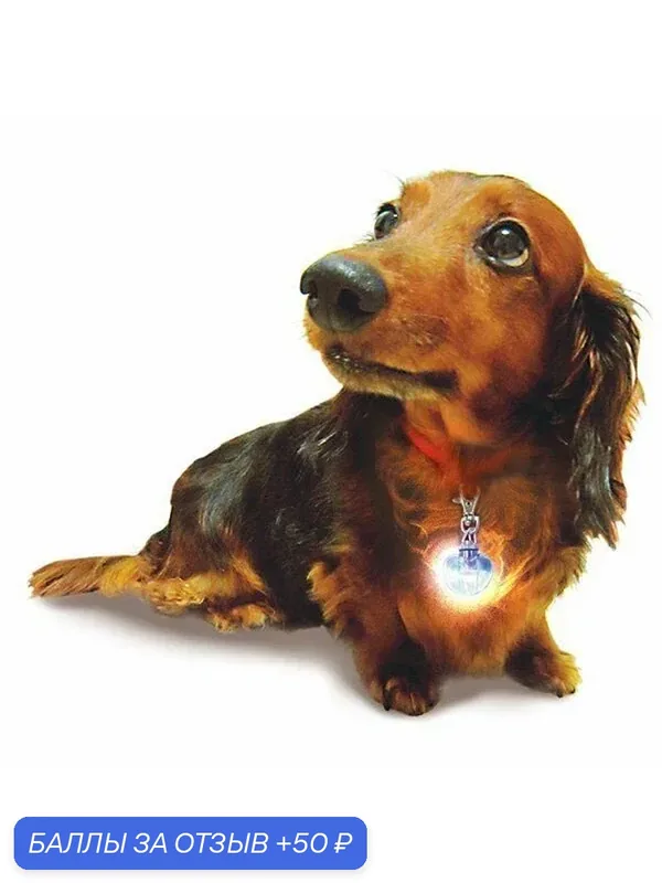 Яркий световой кулон Japan Premium Pet для вечерних и ночных прогулок — Japan Premium Pet, 50 баллов за отзыв Яндекс Маркет