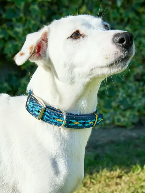 Ошейник для собак Japan Premium Pet светоотражающий двухсторонний, размер S — Japan Premium Pet, 50 баллов за отзыв Яндекс Маркет