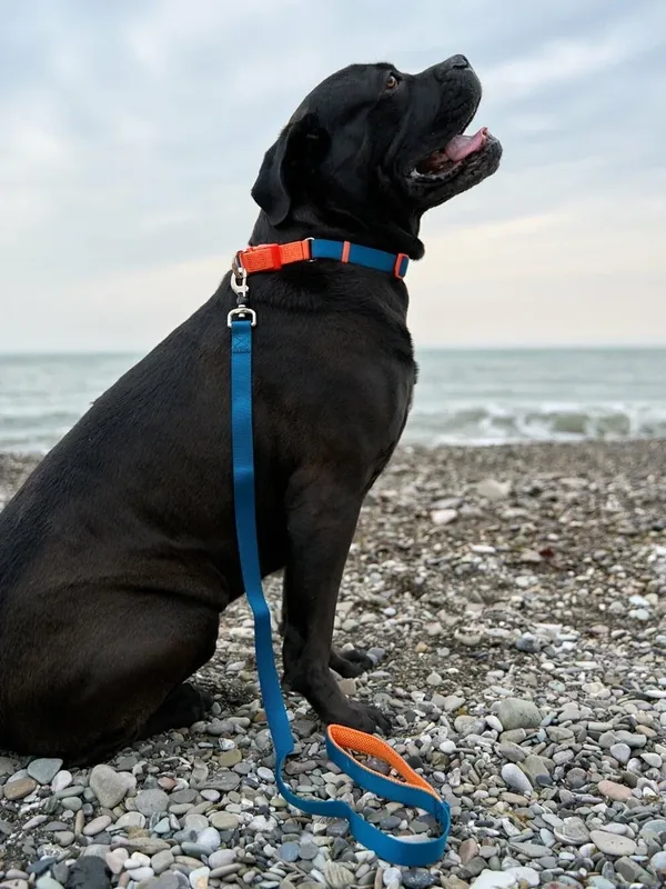 Поводок для собак Japan Premium Pet с защитой на карабине и мягкой анатомической вкладкой для рук, серия 40 оттенков радуги, темно-синий, размер L — Japan Premium Pet, 50 баллов за отзыв Яндекс Маркет