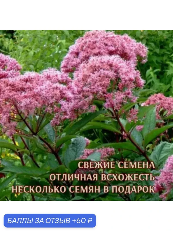 Посконник Атропурпуреум 15 семян — 60 баллов за отзыв Яндекс Маркет
