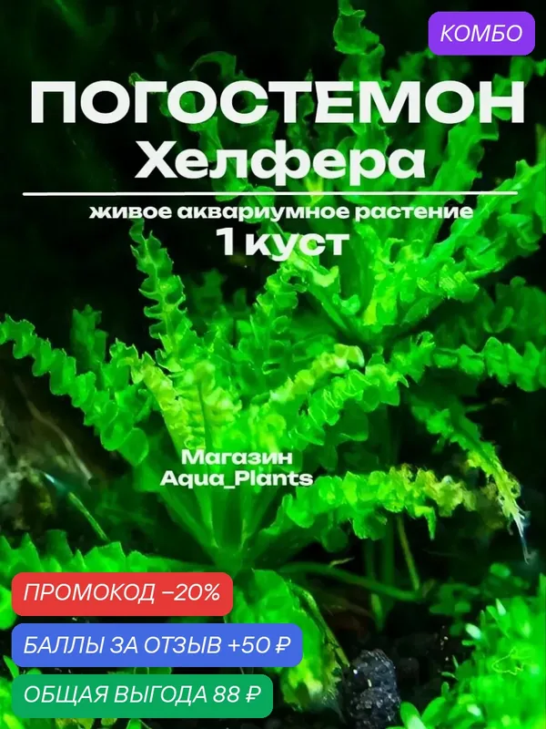 Аквариумное растение "Погостемон Хелфера", для переднего плана 1 куст — промокод и 50 баллов за отзыв Яндекс Маркет