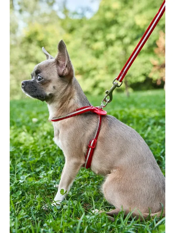Набор шлейка с поводком Japan Premium Pet нежный бархат с защитой от перекручивания, красный, размер 2S — Japan Premium Pet, 50 баллов за отзыв Яндекс Маркет