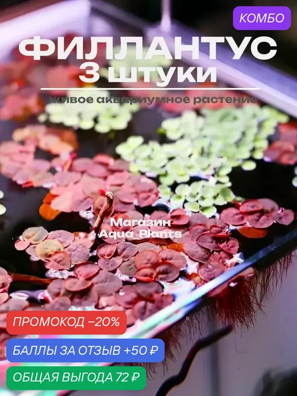 Филлантус плавающий (плавучий) - Phyllanthus fluitans (3 штуки) — МОХ, промокод и 50 баллов за отзыв Яндекс Маркет