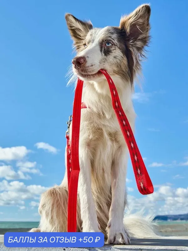 Поводок-стропа для собак Japan Premium Pet светоотражающий "АнтиСрыв" с механизмом защиты от срыва на карабине, размер М — Japan Premium Pet, 50 баллов за отзыв Яндекс Маркет