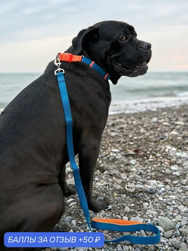 Поводок для собак Japan Premium Pet с защитой на карабине и мягкой анатомической вкладкой для рук, серия 40 оттенков радуги, темно-синий, размер L — Japan Premium Pet, 50 баллов за отзыв Яндекс Маркет