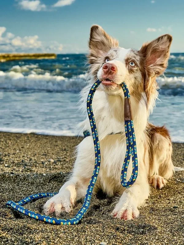 Поводок для собак Japan Premium Pet особо прочный светоотражающий "АнтиСрыв" со стоппером на карабине, размер М — Japan Premium Pet, 50 баллов за отзыв Яндекс Маркет