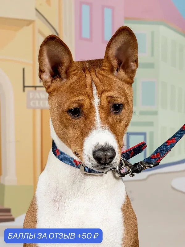 Особо прочный гибридный ошейник Japan Premium Pet DAISKI для собак, синий, размер M — Japan Premium Pet, скидка по промокоду Яндекс Маркет