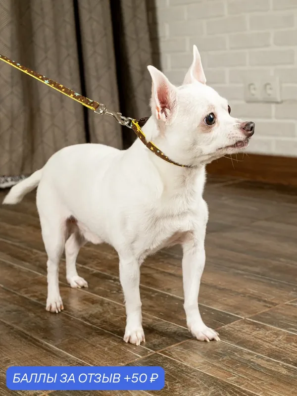 Поводок для собак Japan Premium Pet гибридный в стиле милитари в звёздах, размер 2S — Japan Premium Pet, 50 баллов за отзыв Яндекс Маркет