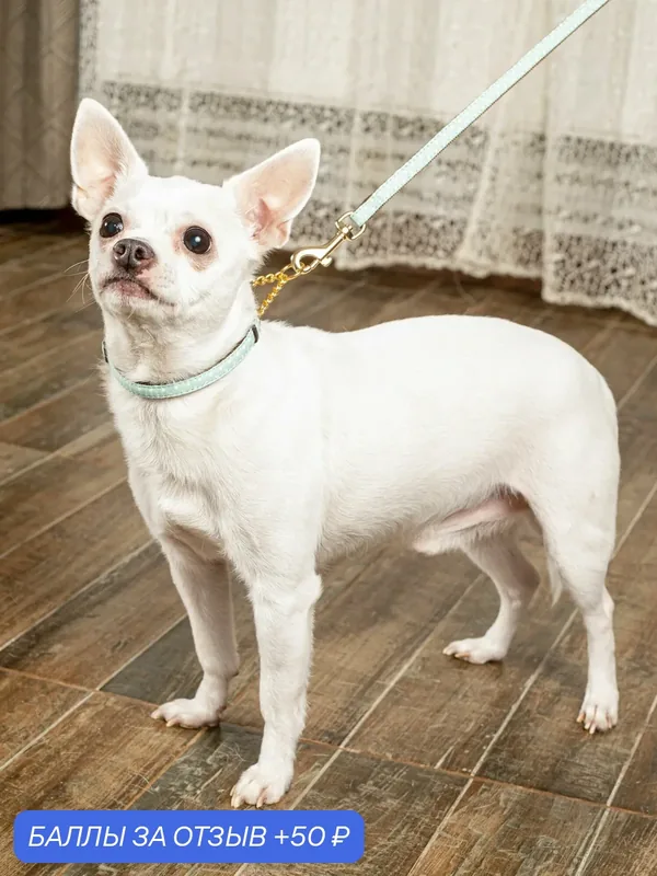 Ошейник-полуудавка Japan Premium Pet с цепочкой гибридный в стиле эпохи наполеоновского амира, размер SS (цвет: ментол) — Japan Premium Pet, 50 баллов за отзыв Яндекс Маркет