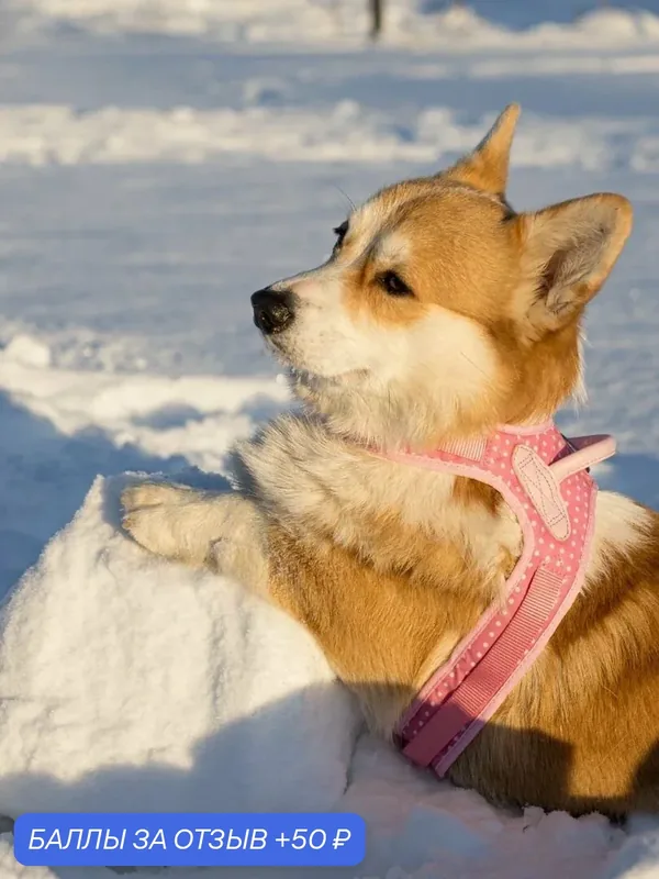 Шлейка жилетка для собак Japan Premium Pet с балансером, из натуральной кожи и хлопка с водоотталкивающим покрытием, М — Japan Premium Pet, скидка по промокоду Яндекс Маркет
