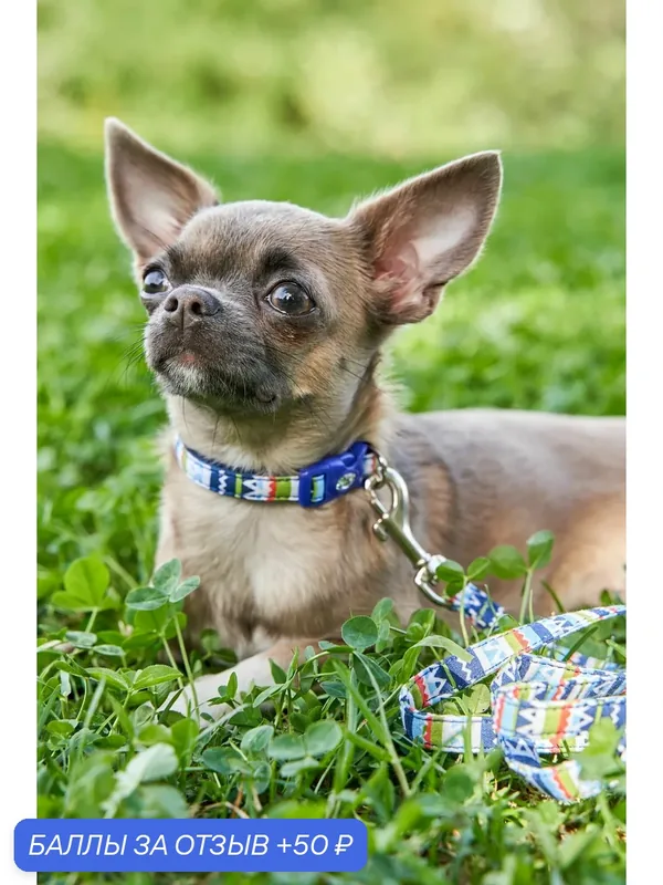 Ошейник Japan Premium Pet в стиле Мексика для собак, синий, размер SS — Japan Premium Pet, 50 баллов за отзыв Яндекс Маркет