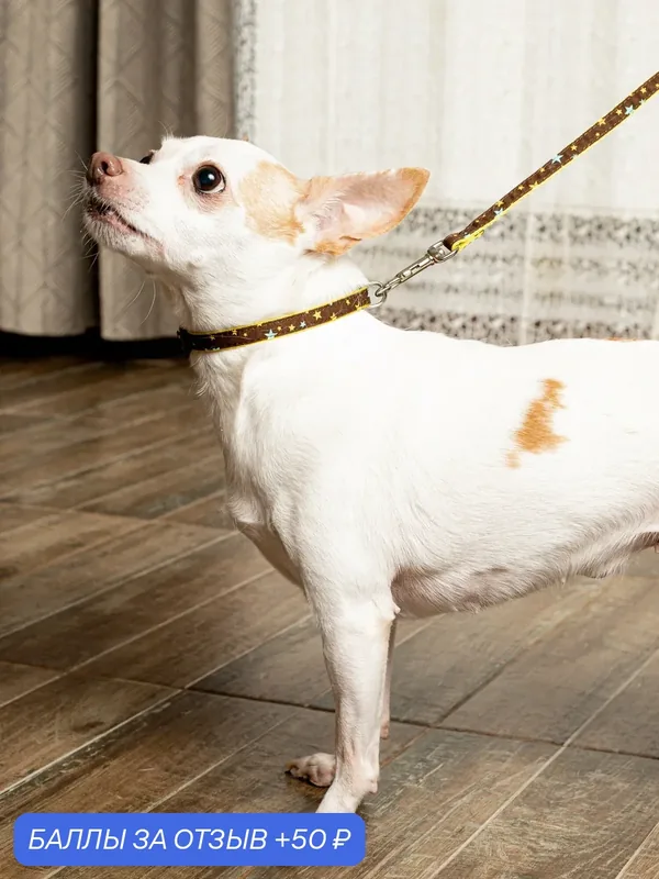Поводок для собак Japan Premium Pet гибридный в стиле милитари в звёздах, размер 2S — Japan Premium Pet, 50 баллов за отзыв Яндекс Маркет