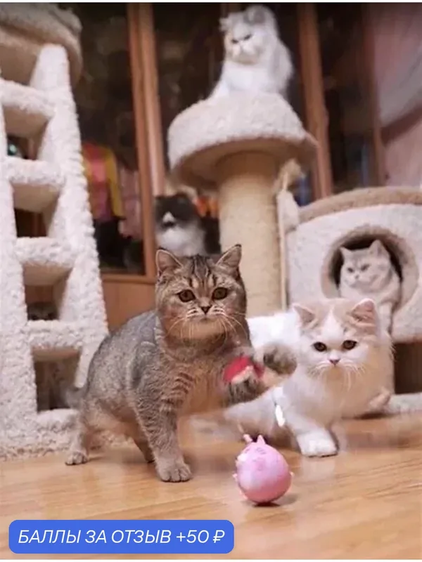 Игрушка для кошки Japan Premium Pet дразнилка "Танцующая кошка" — Japan Premium Pet, 50 баллов за отзыв Яндекс Маркет