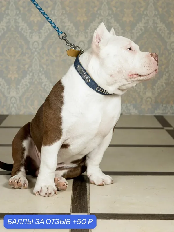 Ошейник для собак Japan Premium Pet джинсовый в стиле байкерского Глэм-Рока, размер L — Japan Premium Pet, скидка по промокоду Яндекс Маркет