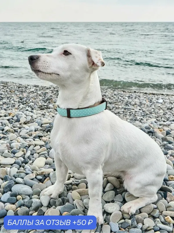 Ошейник для собак Japan Premium Pet гибридный в стиле эпохи наполеоновского амира, цвет ментол, размер S — Japan Premium Pet, 50 баллов за отзыв Яндекс Маркет