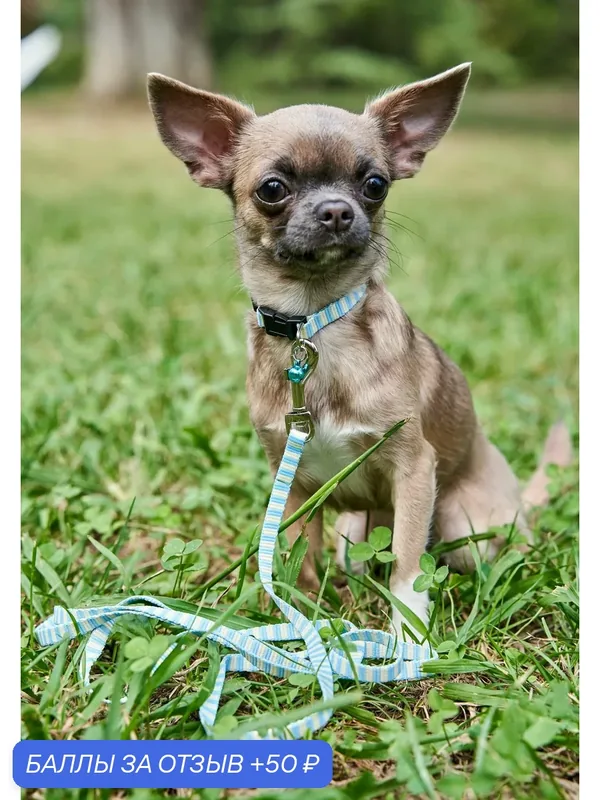 Поводок для щенков Japan Premium Pet мягкий, цвет бирюзовый. — Japan Premium Pet, 50 баллов за отзыв Яндекс Маркет