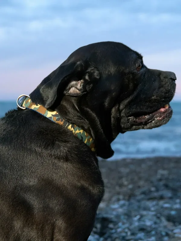 Ошейник Japan Premium Pet гибридный в стиле милитари камуфляж для собак, размер L — Japan Premium Pet, 50 баллов за отзыв Яндекс Маркет