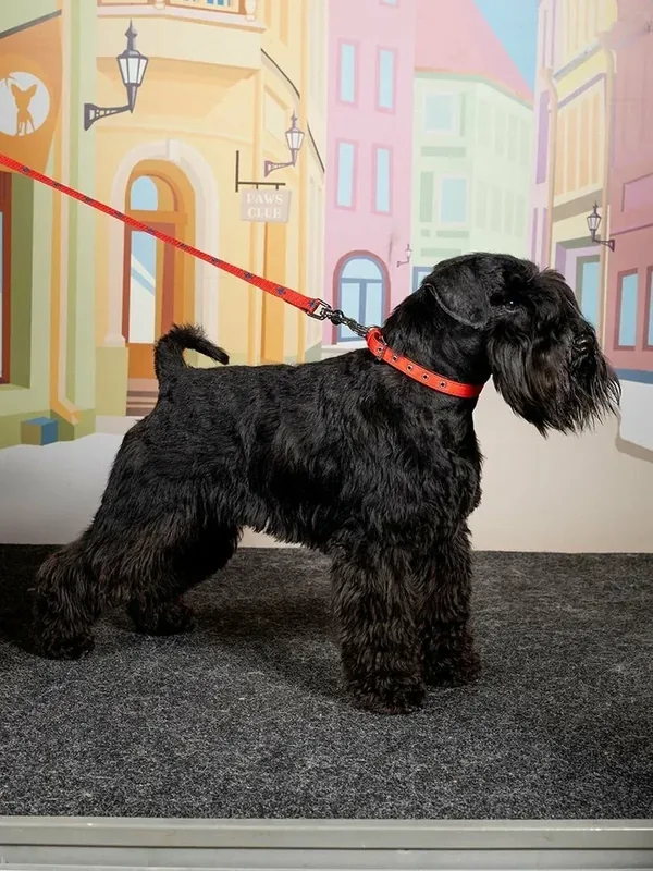 Поводок-стропа для собак Japan Premium Pet DAISKI с механизмом защиты от срыва, красный, размер M — Japan Premium Pet, 50 баллов за отзыв Яндекс Маркет