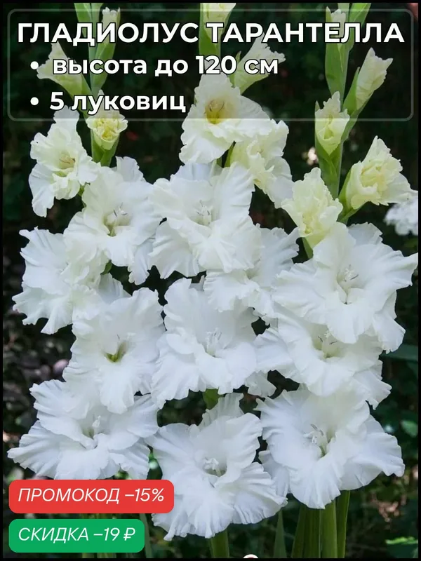 Гладиолус Тарантелла, луковицы 5 штук — Русский сад, скидка по промокоду Яндекс Маркет