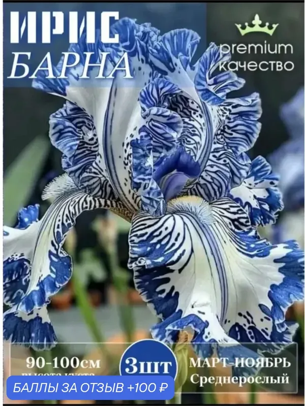 Луковицы Ириса Барна, многолетние, 2 шт./уп, бежевый и голубой цвета — 100 баллов за отзыв Яндекс Маркет