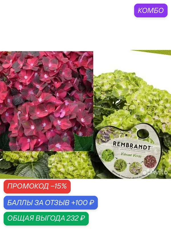 Гортензии серии Рембрант Россо Глори 2 года — промокод и 100 баллов за отзыв Яндекс Маркет
