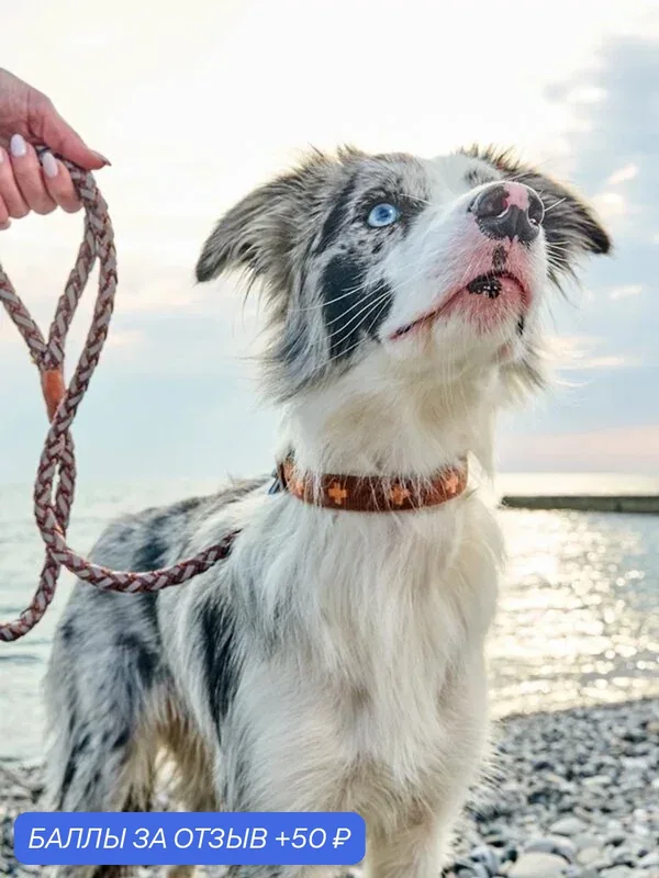Поводок для собак особой прочности Japan Premium Pet с усиленным светоотражением. Размер М. Цвет коричневый — Japan Premium Pet, 50 баллов за отзыв Яндекс Маркет