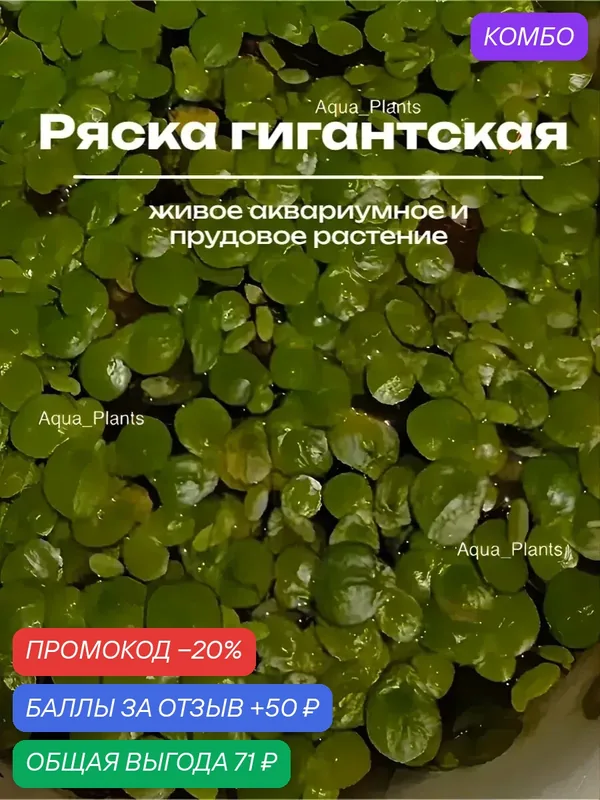 Живые аквариумные растения "Ряска гигантская", плавающие на поверхности, м — промокод и 50 баллов за отзыв Яндекс Маркет