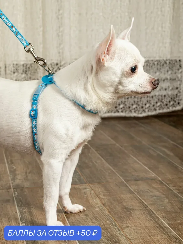 Шлейка для собак Japan Premium Pet легко надеть с защитным механизмом от перекручивания, размер SS — Japan Premium Pet, 50 баллов за отзыв Яндекс Маркет