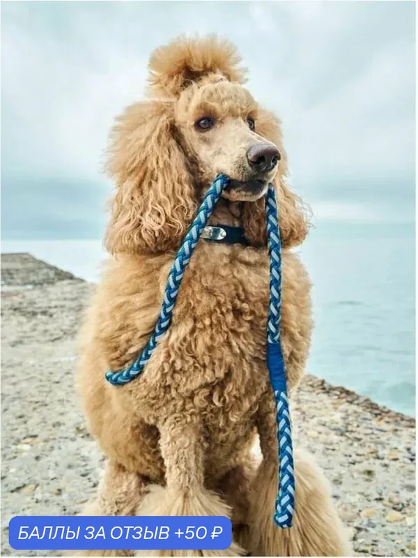 Поводок для собак особой прочности Japan Premium Pet с усиленным светоотражением. Размер М. Цвет синий — Japan Premium Pet, скидка по промокоду Яндекс Маркет