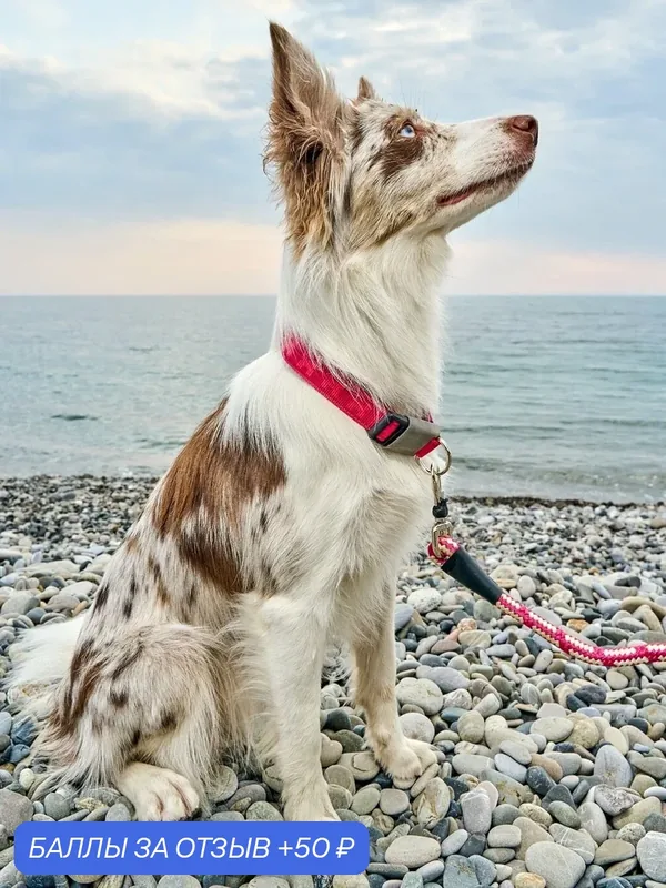 Ошейник для собак Japan Premium Pet с неоном, двойной стропой и силиконовой защитой, красный, размер L. — Japan Premium Pet, скидка по промокоду Яндекс Маркет