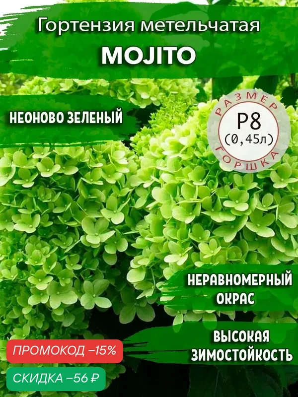 Гортензия метельчатая Садовые Растения "Mojito", многолетняя, высота до 110см, зеленая — Садовые Растения, скидка по промокоду Яндекс Маркет