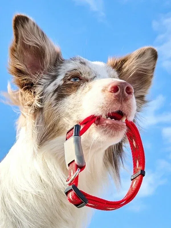 Ошейник для собак светоотражающий Japan Premium Pet с двойной стропой и силиконовым креплением. Размер М. — Japan Premium Pet, скидка по промокоду Яндекс Маркет