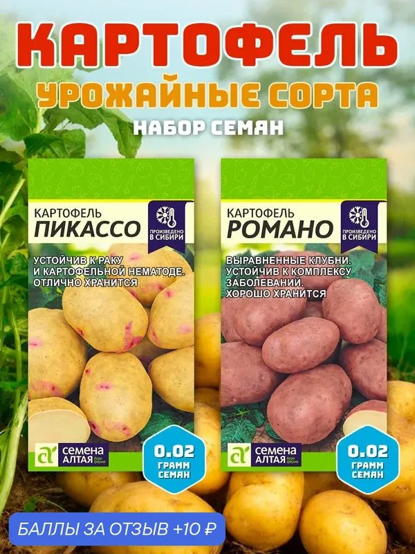 Набор семян семенного картофеля Пикассо, Романо от Семена Алтая (2 пачки) — Семена Алтая, 10 баллов за отзыв Яндекс Маркет