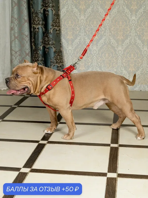Поводок для собак антисрыв Japan Premium Pet со стоппером на карабине, бордовый, размер M — Japan Premium Pet, скидка по промокоду Яндекс Маркет
