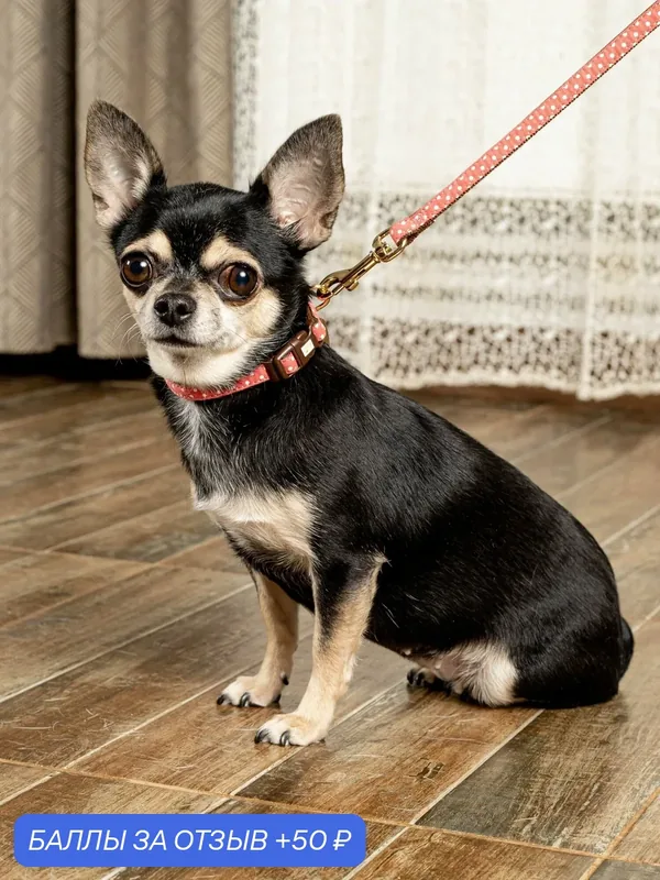 Поводок для собак Japan Premium Pet гибридный в стиле эпохи наполеоновского амира, размер S (цвет: розовый) — Japan Premium Pet, 50 баллов за отзыв Яндекс Маркет