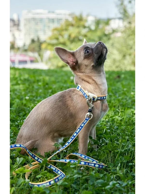 Поводок для собак Japan Premium Pet с накопительной флюоресценцией Хотару (Ночной светлячок), синий размер S — Japan Premium Pet, 50 баллов за отзыв Яндекс Маркет