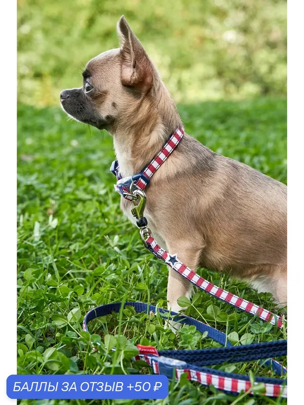 Поводок для собак Japan Premium Pet "Английский стиляга" с функцией Антисрыв. Размер SS. Цвет NAVY с красным. — Japan Premium Pet, скидка по промокоду Яндекс Маркет