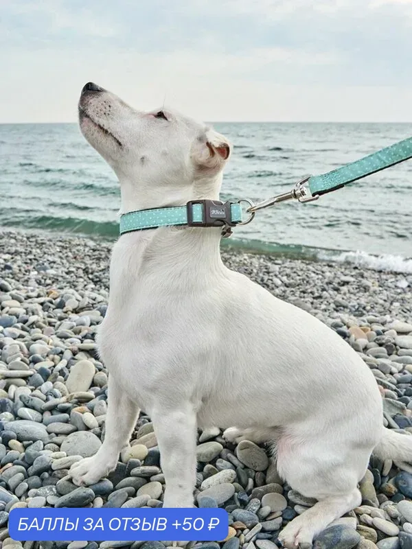 Поводок для собак Japan Premium Pet гибридный в стиле эпохи наполеоновского амира, размер SS (цвет: ментол) — Japan Premium Pet, 50 баллов за отзыв Яндекс Маркет