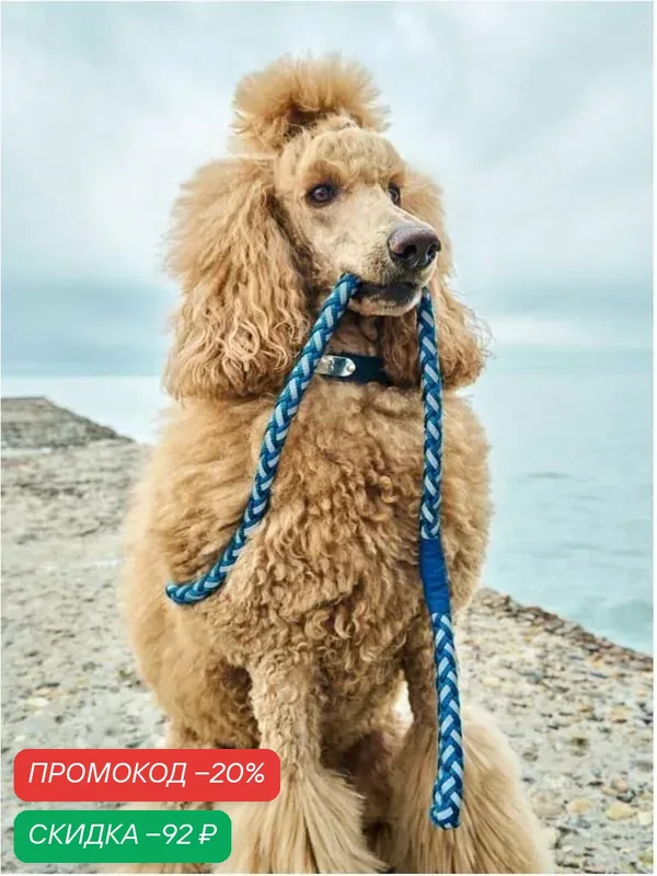 Поводок для собак Japan Premium Pet особой прочности с усиленным светоотражением, размер М, цвет синий — Japan Premium Pet, промокод и 50 баллов за отзыв Яндекс Маркет